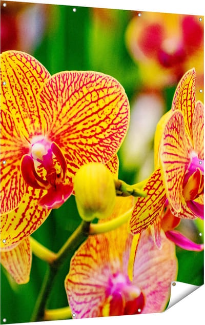 Gards Tuinposter Geel Rode Orchidee Bloemen - 120x160 cm - Tuindoek - Tuindecoratie - Wanddecoratie buiten - Tuinschilderij