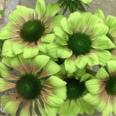 3 x Echinacea Purpurea 'Green Envy' - Zonnehoed pot 9x9cm
