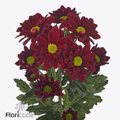 5x Chrysant mexicano 70cm