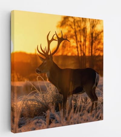 Saammp Canvas Schilderij - Hert - Zonsondergang - Winter - Natuur - Dieren - 20x20 - Foto op canvas - Wanddecoratie - Muurdecoratie Woonkamer - Slaapkamer decoratie - Canvas Print
