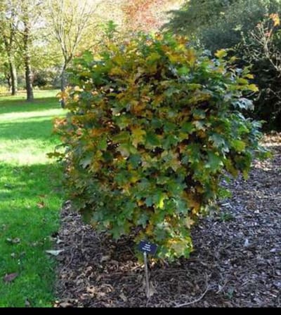 Quercus palustris 'Green Dwarf' - Moeraseik 50- 60 cm in pot