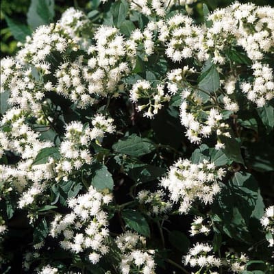 6 x Eupatorium Rugosum 'Chocolate' - Koninginnekruid pot 9x9cm