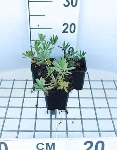 6x Lupine - Lupinus hybr. 'Gallery Yellow' | 9x9 cm pot