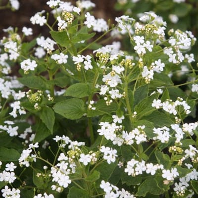 3 x Brunnera Macrophylla 'Betty Bowring' - Kaaps-Vergeet-Me-Nietje pot 9x9cm