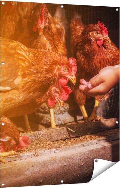 Gards Tuinposter Kippen Krijgen te Eten - 90x120 cm - Tuindoek - Tuindecoratie - Wanddecoratie buiten - Tuinschilderij