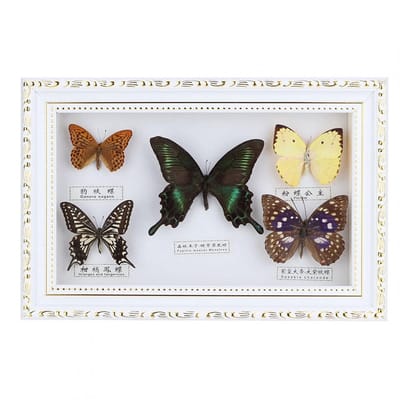 Dailygoods- Vlinder Ingelijste Vlinders - Vijf Exemplaren - Doe-het-zelfkunst - Decoratie - Verjaardagscadeau - Voor Insectenliefhebbers - Insectenframe