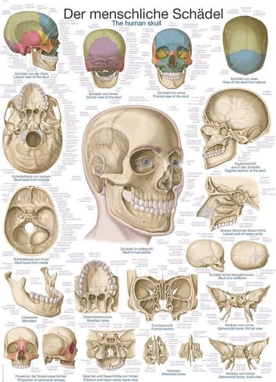 Het menselijk lichaam - anatomie poster schedel (papier, 50x70 cm) + ophangsysteem