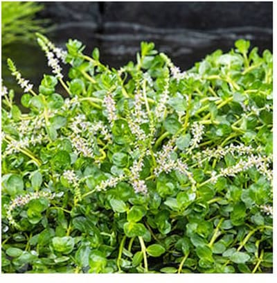 Moerings Rotala Rotundifolia Green | Groene Rotala | In 11x11CM Mand