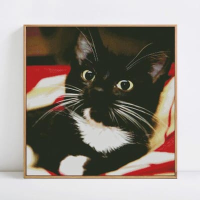 5d diamant schilderij aankomst dieren diamant borduurwerk natuur kat foto's met strass steentjes 30x30