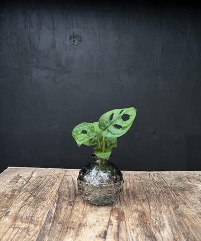 Lofe Jive glas klein | Hydroponie | glas grijs gekleurd puntjes met Monstera Adansonii| per stuk