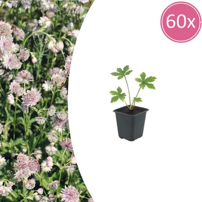 Tuinplantenshop.com | Astrantia major | 60 stuks - Ø9cm - 10-25cm hoog - Tuinplant