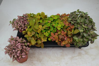 JUNAVERA Fittonia mix in 12 cm pot – diverse kleuren, 17 cm hoge mozaïekplant met 8 stekken