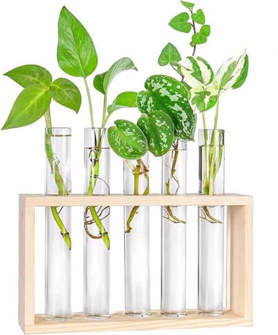 Without Lemon - Houten Standaard met 5 Stek Tubes - Vaasjes - Buizen - Bloemen - Tak - Blad - Stek Station