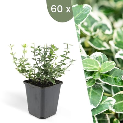 Plants by Frank | 60 Bonte Kardinaalsmuts Planten | Euonymus 'Emerald 'n Gaity' | Winterharde bodembedekker planten | tuinplanten | Winterharde vaste planten meerjarig | Winterharde tuinplanten