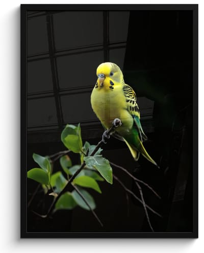 Poster in lijst - Fotolijst 50x70 cm - Posters - Parkiet - Tak - Bladeren - Geel - Posterlijst zwart - Decoratie - Wanddecoratie woonkamer - Muurdecoratie slaapkamer