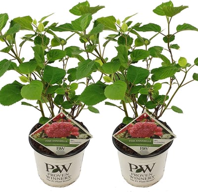 Bloomique - Set van 2 - Hydrangea Pink Annabelle - Hortensia - Roze - Tuinplanten - Winterhard - Hoogte 40-50 cm - Pot 19 cm