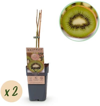 Green boutiQ - Fruitplant - Actinidia deliciosa Jenny - Kiwiplant - Zelfbestuivend - Groene Vrucht - 2 Planten - Pot 15cm - Hoogte 50cm