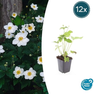 Tuinplantenshop.com | Anemone hyb. 'Honorine Jobert' | 12 stuks - Ø9cm - 10-25cm hoog - Tuinplant