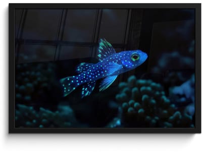 Poster in lijst - Fotolijst 60x40 cm - Posters - Vis - Stippen - Koraal - Blauw - Posterlijst zwart - Decoratie - Wanddecoratie woonkamer - Muurdecoratie slaapkamer