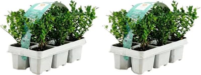 Japanse hulst struiken - Wintergroene planten - Tuin decoratie - Compact en winterhard - 10-20 cm hoog - Donkergroen