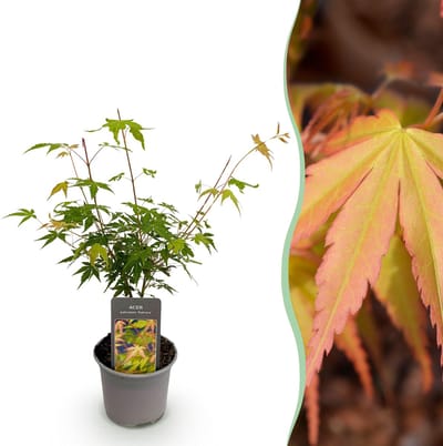 Plantenboetiek.nl | Acer palmatum Katsura - Oranje - Bladverliezend - Weinig Onderhoud - Ø12cm - 25-35cm hoog - Tuinplant