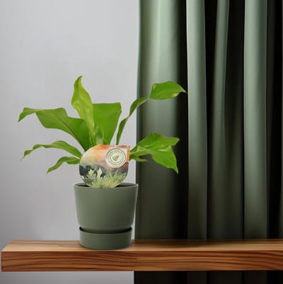 Plantenboetiek.nl | Asplenium Nidus - Ø12cm - 25-35cm hoog - Kamerplant - Groenblijvend