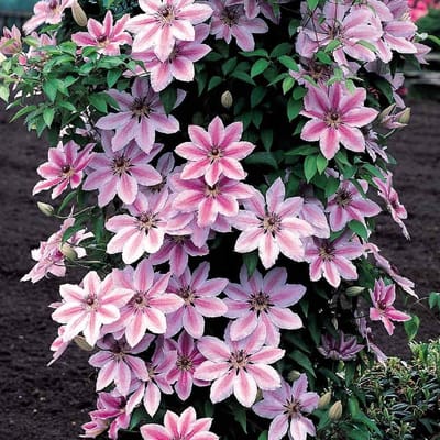 12 x Clematis 'Nelly Moser' Roze|Wit - Bloeiende Klimplant - Bosrank Winterhard - Clematis 'Nelly Moser' in C2(liter) pot met hoogte 50-60cm