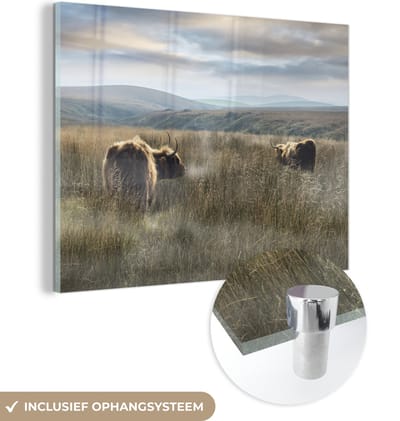 MuchoWow® Glasschilderij 160x120 cm - Schilderij acrylglas - Schotse Hooglanders - Mist - Gras - Foto op glas - Schilderijen