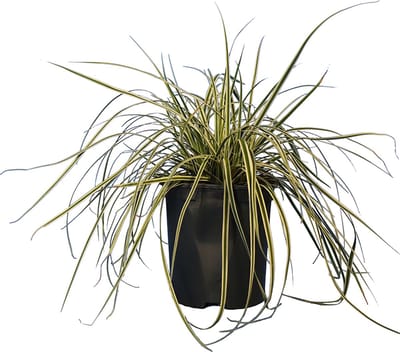 Plants Online - Tuinplanten - Siergrassen - Japanse zegge 'Everest' - Pot 20-25 cm - set van 10 - Bloeiende plant - Groeit opgaand