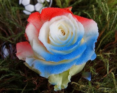 Vlag Nederland rozen 10 stuks
