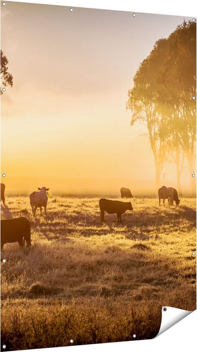 Gards Tuinposter Kudde Koeien in de Wei met Zonsopkomst - 120x180 cm - Tuindoek - Tuindecoratie - Wanddecoratie buiten - Tuinschilderij
