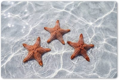 Placemats 45x30 cm - Placemat kunststof - 1 stuk - Zeesterren - Water - Helder - Borden onderleggers - Decoratie voor op tafel - Keuken tafeldecoratie accessoires - Vinyl onderlegger - Tafelversiering
