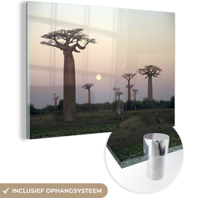 ® Glasschilderij 180x120 cm - Schilderij acrylglas - De zonsondergang achter verschillende Afrikaanse baobabs in Madagaskar - Foto op glas - Muurdecoratie woonkamer - Wanddecoratie slaapkamer - Schilderijen