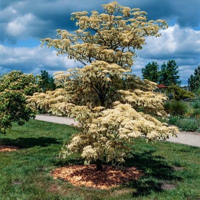 Plants Online BV - Planten - Set van 1 - Reuze kornoelje 'Variegata'