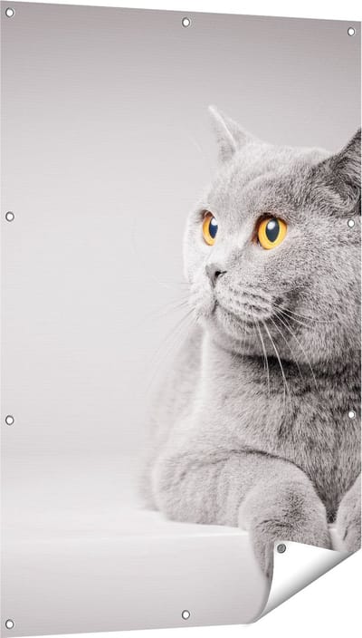 Gards Tuinposter Grijze Kat met Oranje Ogen - 80x120 cm - Tuindoek - Tuindecoratie - Wanddecoratie buiten - Tuinschilderij