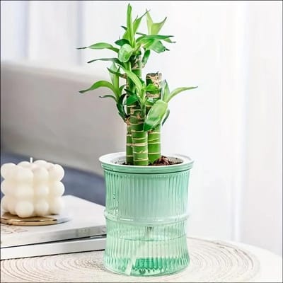 Lui Hydroponische Bloempot Automatische Waterabsorberende Bloempot Transparant Dubbellaags Plastic Zelfwaterende Plantenbak Kantoor