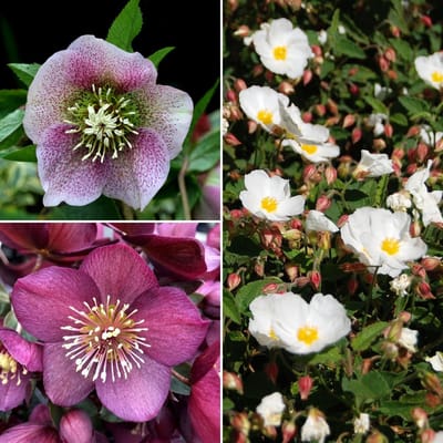 Nieskruid (Helleborus Orientalis) - Mix - Potplant (Driepack) - Vaste planten - Bijen-Vlinders - Groenblijvend - Bodembedekkers