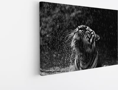 Saammp Canvas Schilderij - Tijger in de regen - Zwart-Wit - Dieren - 30x20 - Foto op canvas - Wanddecoratie - muurdecoratie Woonkamer - Slaapkamer decoratie - Canvas Print