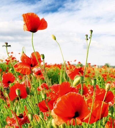 Fotobehang - Red Poppies 225x250cm - Vliesbehang