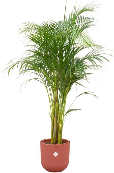 Combi deal - Areca palm inclusief elho Jazz Round rood Ø26 - 140 cm