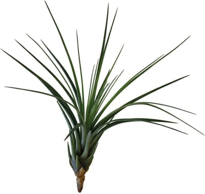 Tillandsia Melanocrater Tricolor - Terrariumplant