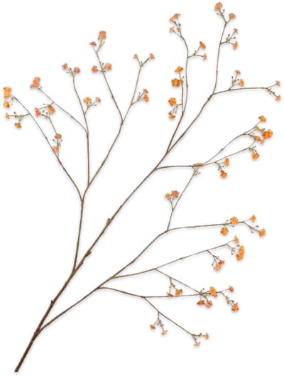 Vergeetmeniet tak oranje 132 cm