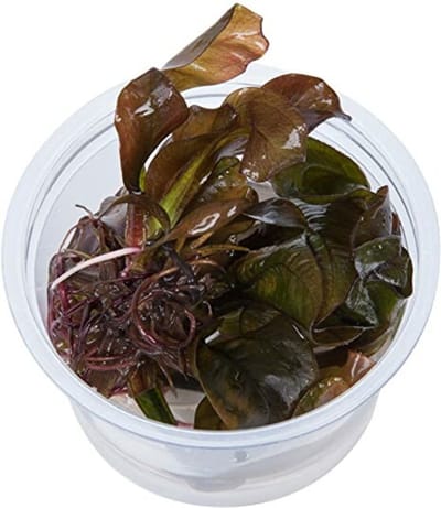 Echinodorus Reni 100cc InVitro - Aquariumplant in cup - Aquarium decoratie- Moerings