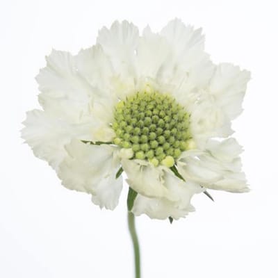 10x Scabiosa caucasia wit 60cm
