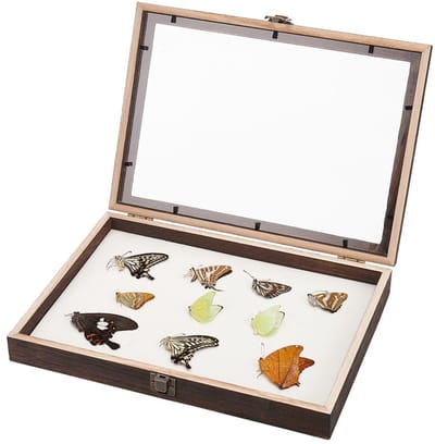 Allecto - Specimen Display Cabinet - Display Shadow Frame Box - Perfect voor Collecties - Houten Displaykast - Voor Thuis en Musea - Met Duidelijk ...