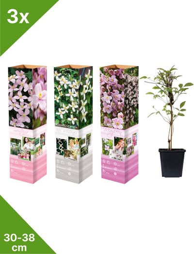 GARDENZO - 3x Bosrank Mix - Clematis montana- in P9 pot