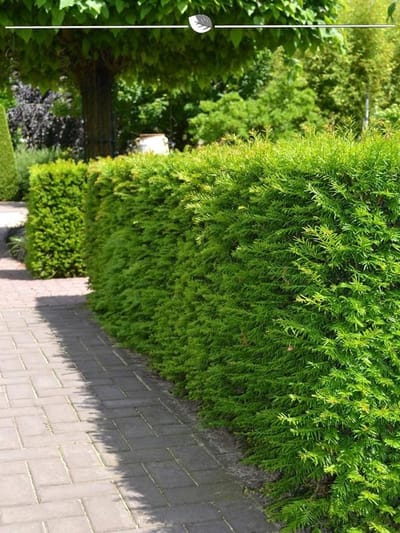Venijnboom Taxus media Hillii 80-100 cm, 12x Haagplant