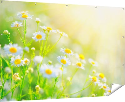 Gards Tuinposter Witte Kamille Bloemen met Zonneschijn - 180x120 cm - Tuindoek - Tuindecoratie - Wanddecoratie buiten - Tuinschilderij