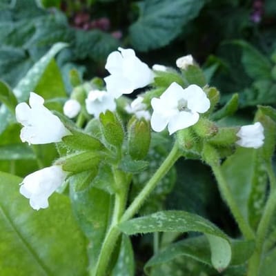 6x Longkruid - Pulmonaria officinalis ‘Sissinghurst White’ - Pot 9x9cm