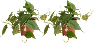 Bloomique - Set van 2 - Philodendron Scandens - Hangplant - Ook geschikt als Klimplant - Kamerplanten - Luchtzuiverend - Gemakkelijk in onderhoud - Hoogte 15-20 cm - Pot 12 cm